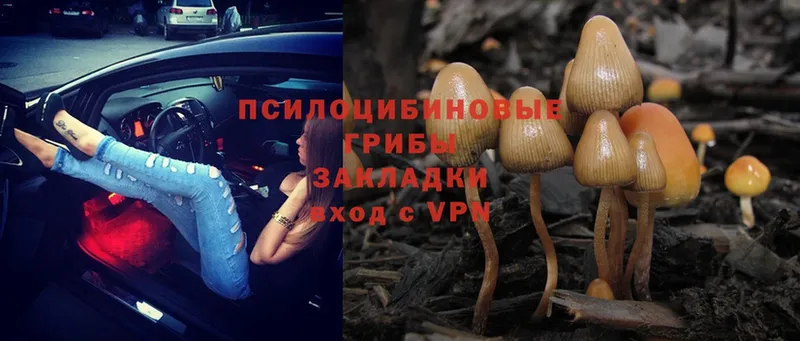 Галлюциногенные грибы Cubensis  цены   Адыгейск 